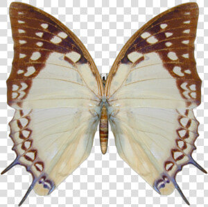 Papilio Machaon  HD Png Download