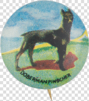 Doberman Pinscher Art Button Museum   Dobermann  HD Png Download