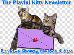 Subscribe To Our Newsletter   Cat Grabs Treat  HD Png Download