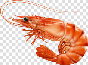 Red Cooked Prawn Or Tiger Shrimp Isolated T  HD Png Download