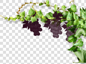  grapes  vine  vines  stems  decoration  borders  terrieasterly   Vine Grape Png  Transparent Png