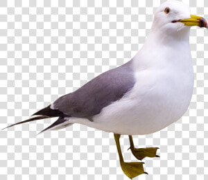 Gull Png Free Image Download   Herring Gulls Clip Art  Transparent Png