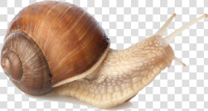 Snail Png   Snail Png   Snail Png  Transparent Png