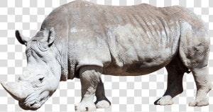 Dirty Grey Rhino   White Rhino Transparent Background  HD Png Download