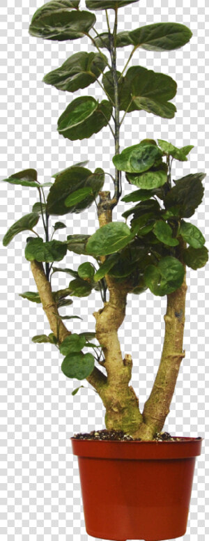 Aralia Fabian Png  Transparent Png