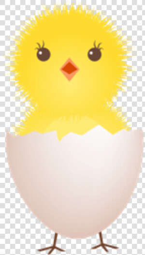 28 Collection Of Chicken With Egg Clipart   Clip Art Chick Egg  HD Png Download