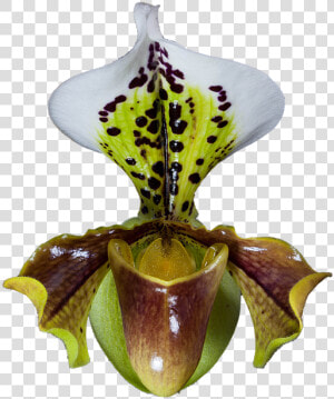 Orquídea  Frauenschuh  Orquídeas Phalaenopsis  Cerrar   Cypripedium  HD Png Download