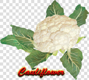 Cauliflower Png Hd   Cauliflower  Transparent Png