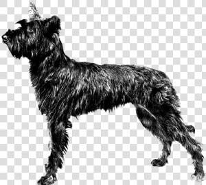 Miniature Schnauzer Berger Picard Standard Schnauzer   Dog Breeds Berger Picard  HD Png Download