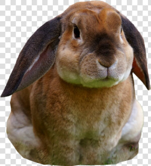 Rabbits Png  Transparent Png