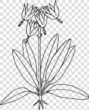 Line Art plant flower   Shooting Star Plant Drawing  HD Png Download