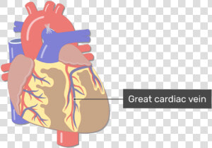 Anterior View Of The Great Cardiac Vein Of The Heart   Coronary Artery Png  Transparent Png