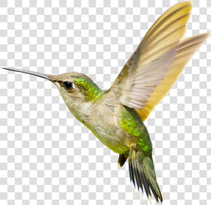 Hummingbird Png Transparent Free Images   Png Hummingbird  Png Download