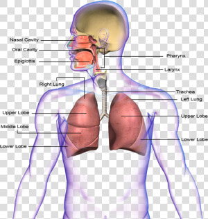 Png Transparent Images   Circulatory System And Respiratory System Transparent  Png Download