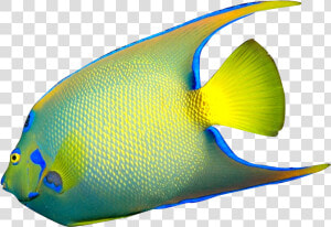 Download Angelfish Png File   Angel Fish On White Background  Transparent Png