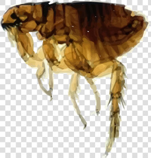 Flea Png Image   Oriental Rat Flea Png  Transparent Png