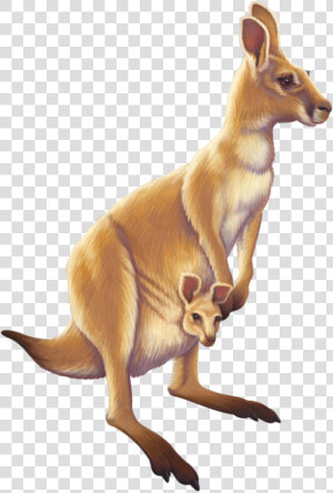 Kangaroo Australia Animal Free Transparent Image Hd   Kangaroo Png  Png Download