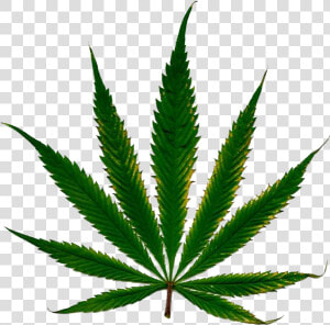 Marijuana Clipart Daun   Marihuana Png  Transparent Png