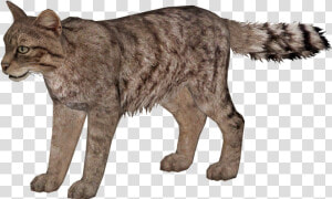 Wild Cats Png   Wild Cat Png  Transparent Png