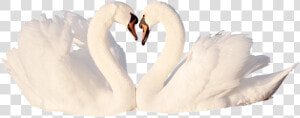 Swan  Love  Bird  White  Feather  Romantic  Swans    Tundra Swan  HD Png Download