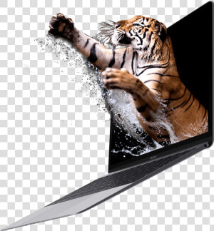 Transparent Jumping Tiger Png   Bengal Tiger  Png Download