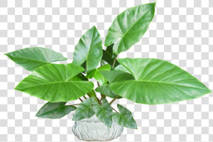 Leaves  Plant  Pot  Tropical  Houseplant   Plantain Weed  HD Png Download