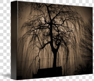 Transparent Weeping Willow Png   Black Weeping Willow Paintings  Png Download