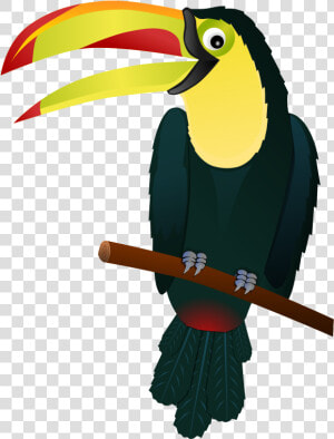 Tucano  Pássaro  Tropical  Animal   Toucan Clipart  HD Png Download