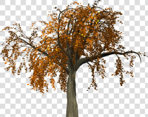 Fall Tree Branch Png   Branch Autumn Png  Transparent Png