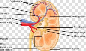 Nephron Drawing Outline   Kidney Structure  HD Png Download