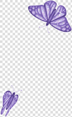 Butterfly 2   Butterfly Transparent Background Gif  HD Png Download