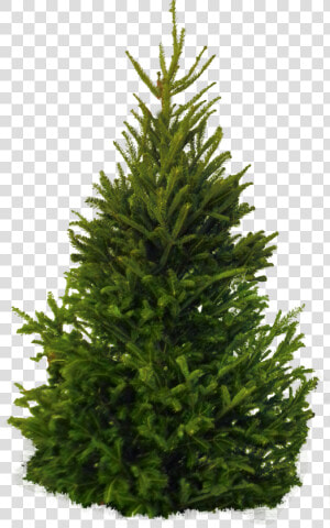 Fir Tree Png Image   Pine Tree White Background  Transparent Png