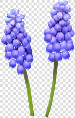 Hyacinth  Bulb  Blue  Flower   Grape Hyacinth Png  Transparent Png