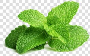 Mint lemon Balm flowering Rebaudiana mexican Mint herbal perennial   Mint Leaves  HD Png Download