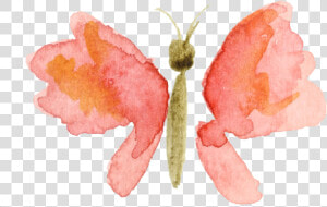 Rosy Maple Moth   Watercolor Butterfly Painting Png  Transparent Png