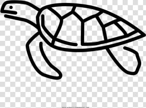 Sea Turtle Coloring Page   Coloring Book  HD Png Download