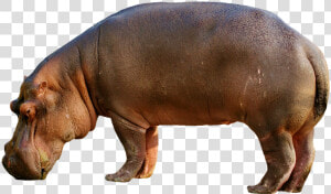 Hippopotamus  Hippo  Mammal  Zoo  Africa  Animal World   Hippopotamus Png  Transparent Png