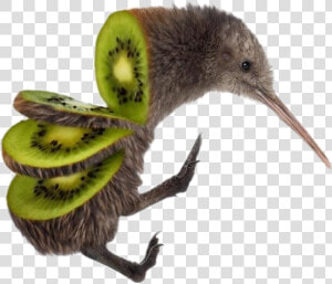  kiwi  bird  fun   Kiwi Bird Sliced  HD Png Download