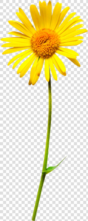 Oxeye Daisy Flower Clip Art   Oxeye Daisy  HD Png Download