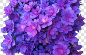 Flower Purple Png Multi Transparent Hydrangea Transparent   Flowers Transparent Background Purple  Png Download