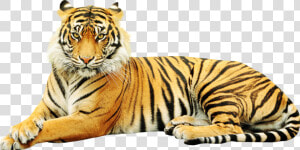 Sumatran Tiger Zoo Wildlife Sticker White Tiger   Point Defiance Zoo  amp  Aquarium  HD Png Download