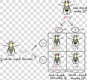 Female Chromosome Symbol   Fruit Fly Thomas Hunt Morgan  HD Png Download