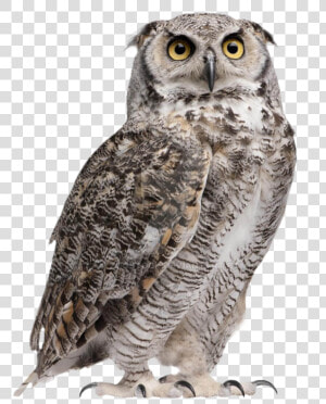 Owl Png Hd Image   Great Horned Owl Png  Transparent Png