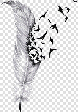 Transparent Feather Drawing Png   Feather And Bird Tattoo Designs  Png Download