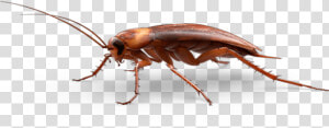 Cockroach Png Transparent Images   Cockroach Png  Png Download