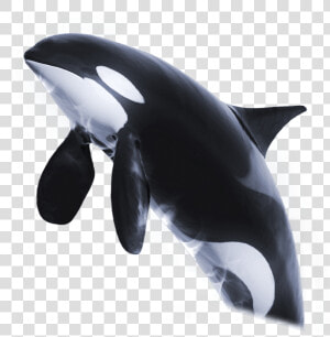 Orca Png Page   Orca Transparent Png  Png Download