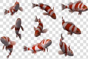 Fish Free Png Image   Transparent Background Fishes Png  Png Download