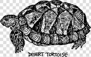 Desert Tortoise   Tortuga De Desierto Dibujo  HD Png Download