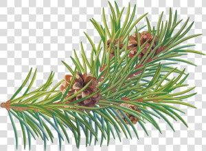 Two Needle Pinyon Pine  HD Png Download