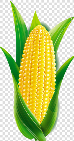 Corn Cartoon Png   Cartoon Maize  Transparent Png